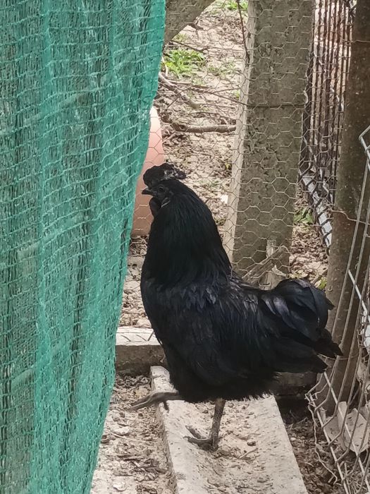 Vând doi cocoși de Ayam Cemeni