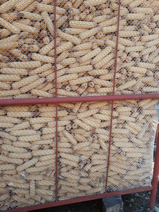 Porumb uscat producție 2025