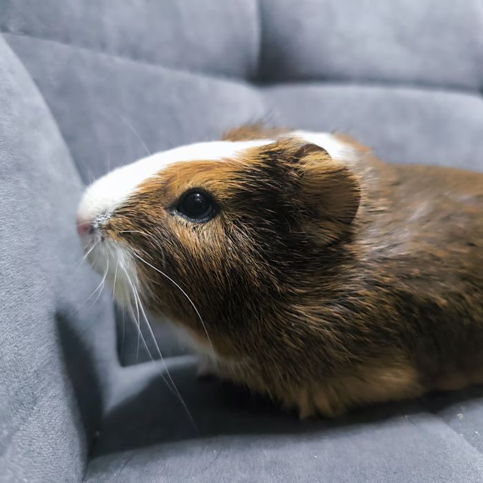 Морская свинка, девочка