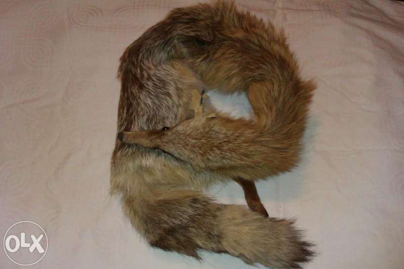 Естествена кожа от лисица