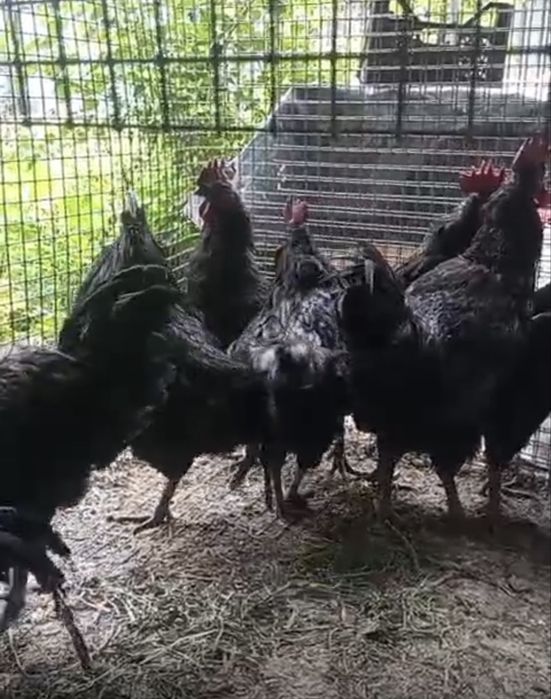 Продам петухов Ухейилюй