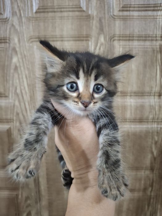 Отдам котят в добрые руки