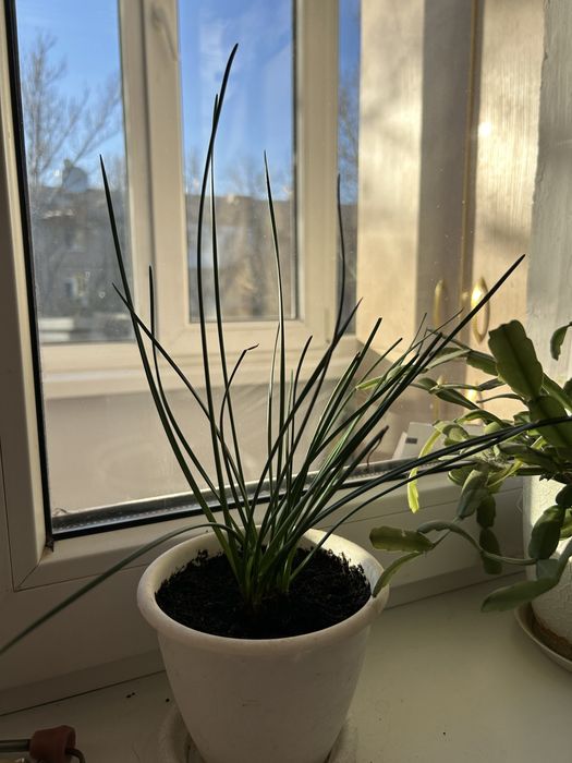 Продам цветы в гошках