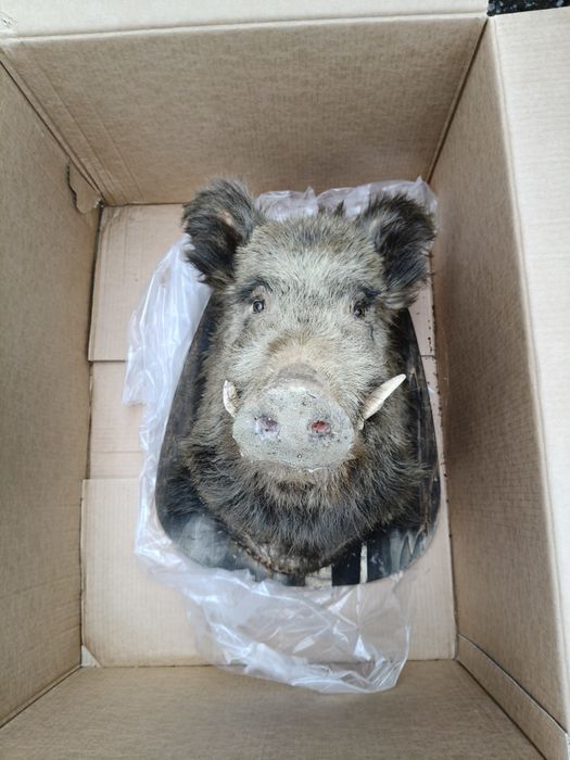 Trofeu porc mistreț