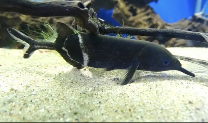 Рыба слон (нильский слоник)