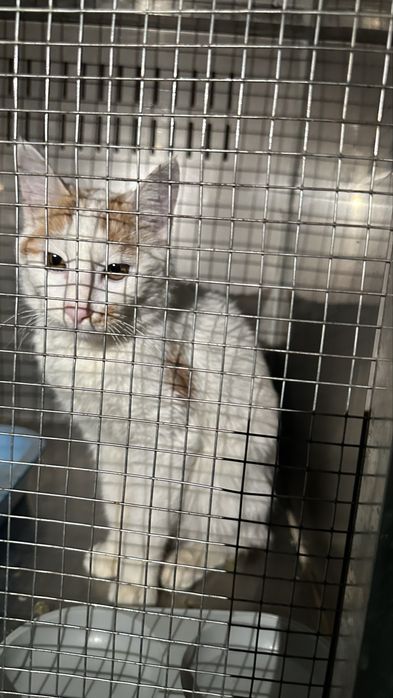 Кошка в добрые руки