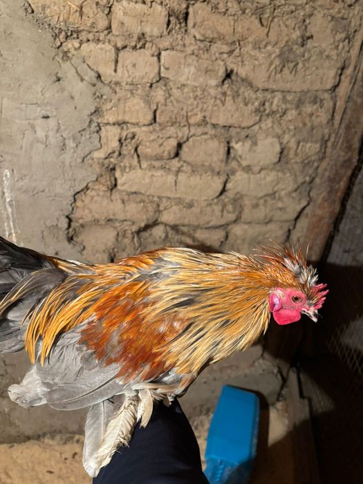 Японски таук кораз