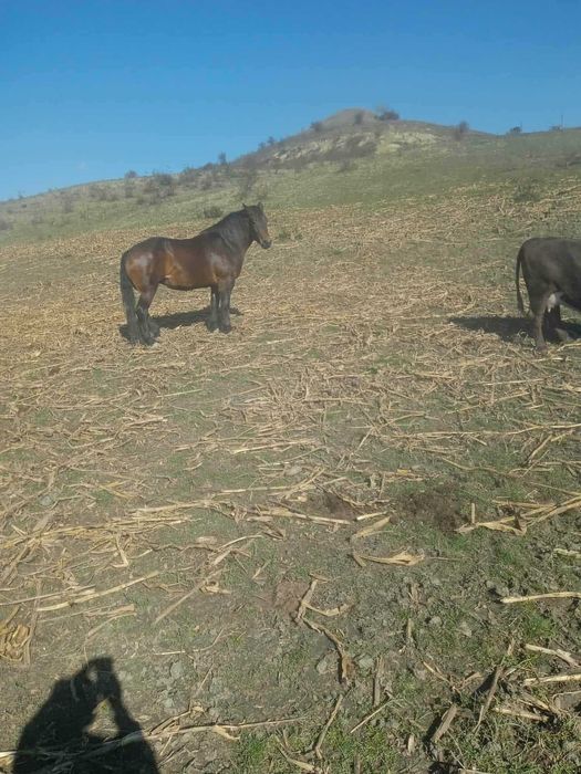 Cal de vânzare intre 3 si 4 ani