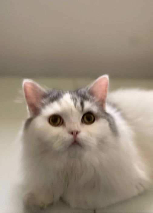 Продам шотландцев кошка и коты