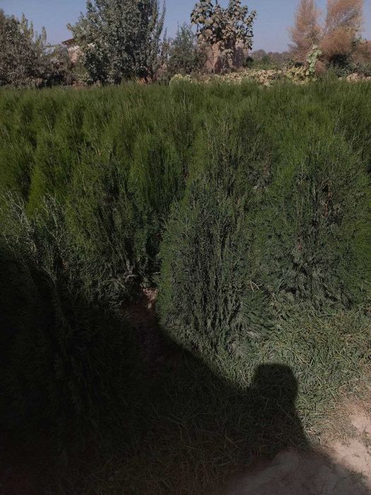 Туя навли арчалар