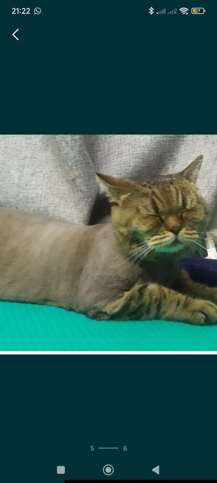 Стрижка кошек и собак