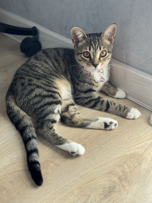 Отдам кошку в хорошие руки