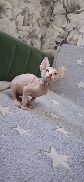 Котята  канадского сфинкса