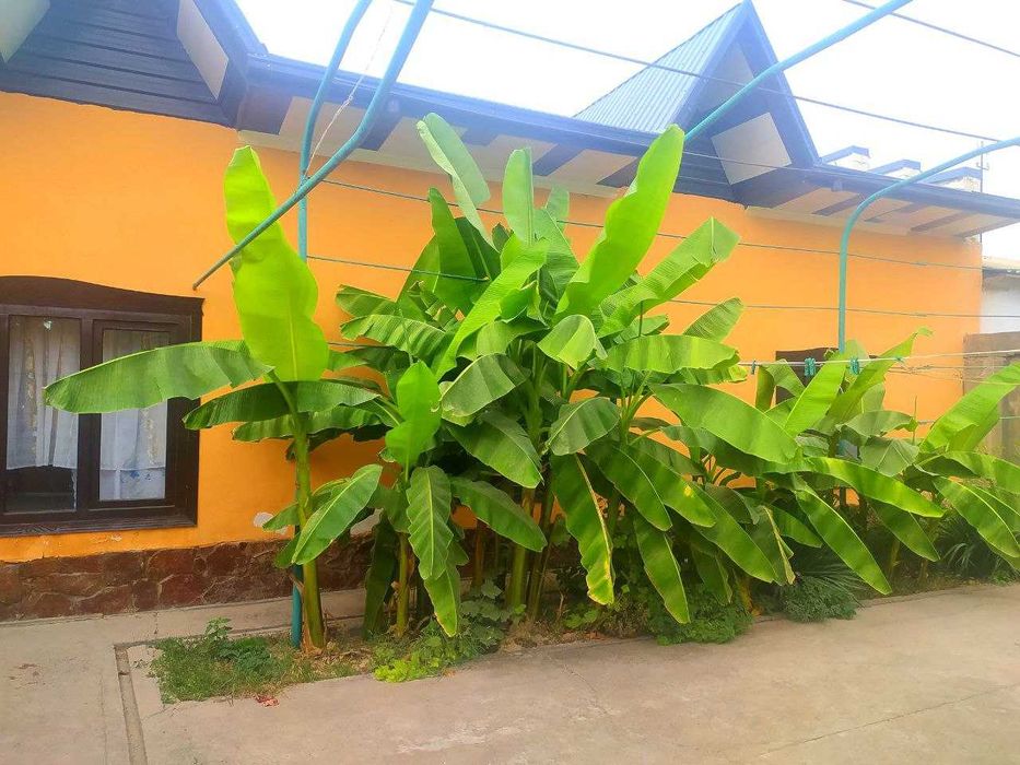 Ховли сотилади  5 Хона 6.8 сот. Шарк  мфй  Улугбек  пос.дан 5 км.