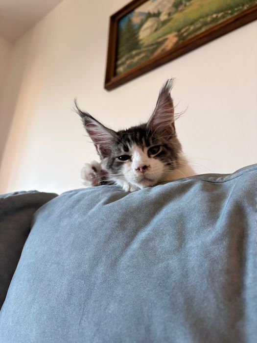 Котенок Мейн кун