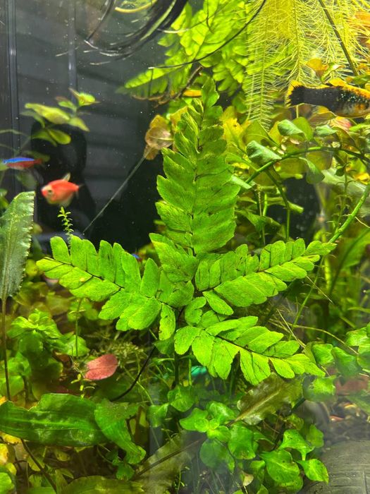 Продам аквариумные растения и рыбок