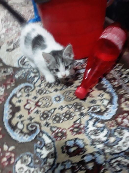 Котята бесплатно.в добрые руки