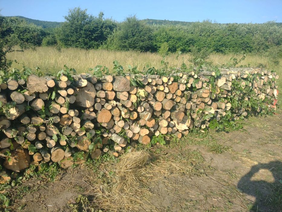 Lemne de foc carpen