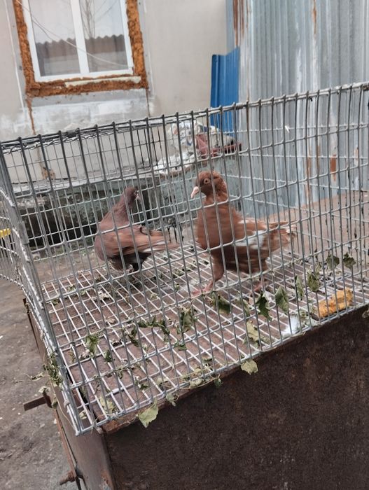 Продам голубей хорошо