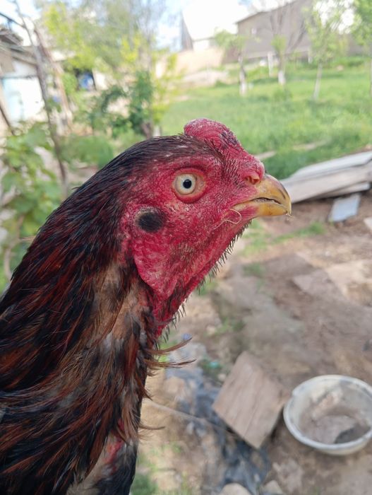 Даканг Хуроз сотилади