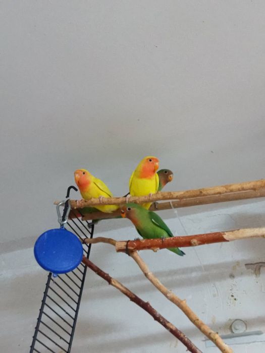 Неразлучники малыши  2 месяца