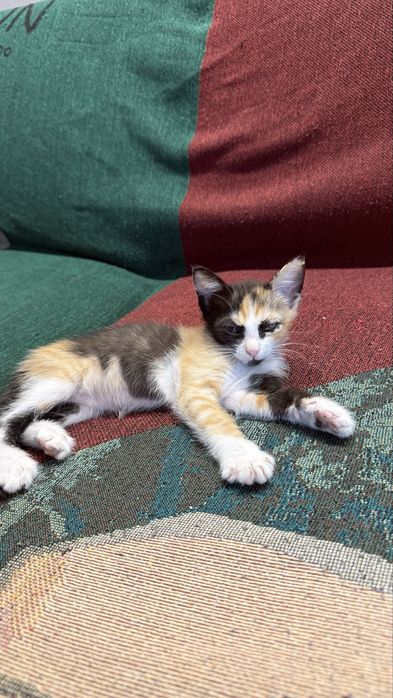 Котенок 2 месяца. Алматы