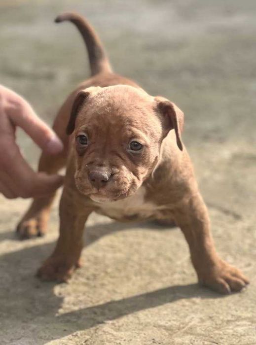 Щенки пит-бультеръера на продажу