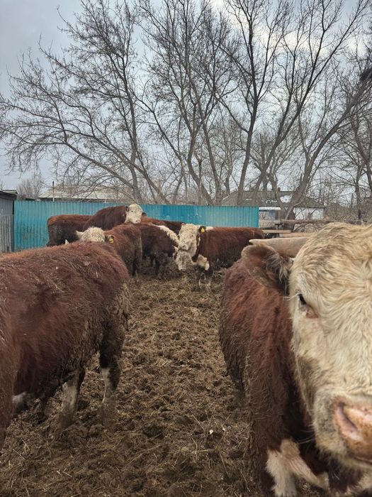 Продам белоголовых бычков.