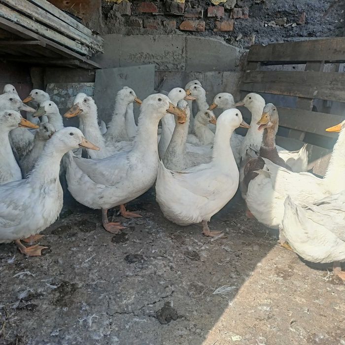 продам утки муларды