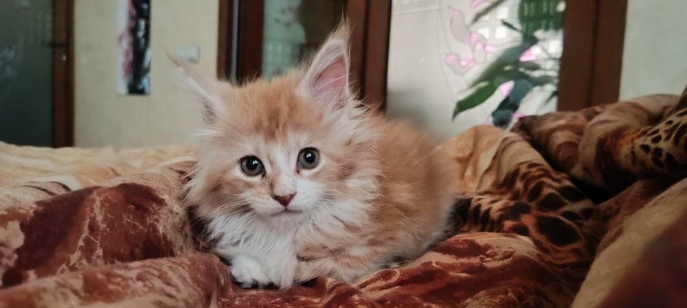 Котята Мейкунята