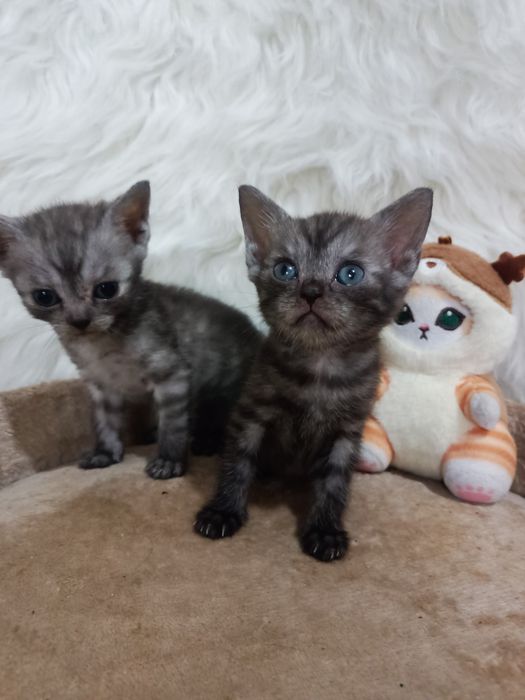 Продам котят шотландка+бенгал