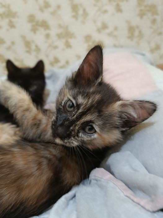 Отдам котят в хорошие руки