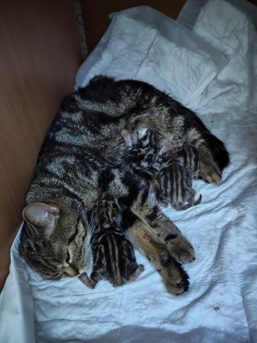 Продаются котята