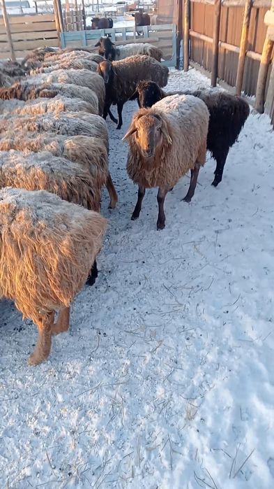 Продам костратов с откорма