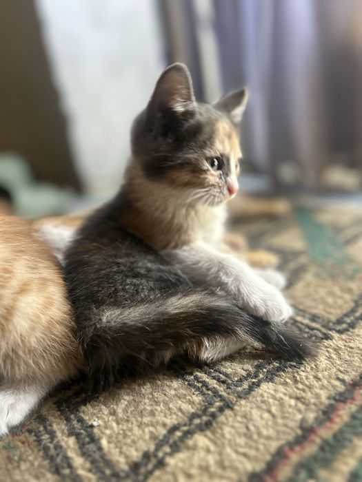 Отдам котят в добрые руки !