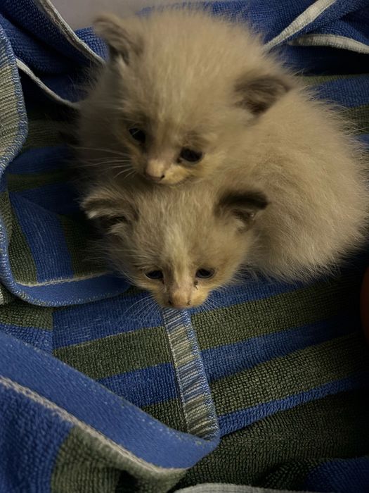Котят в добрые руки