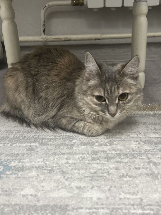 Котенок, отдам в добрые руки
