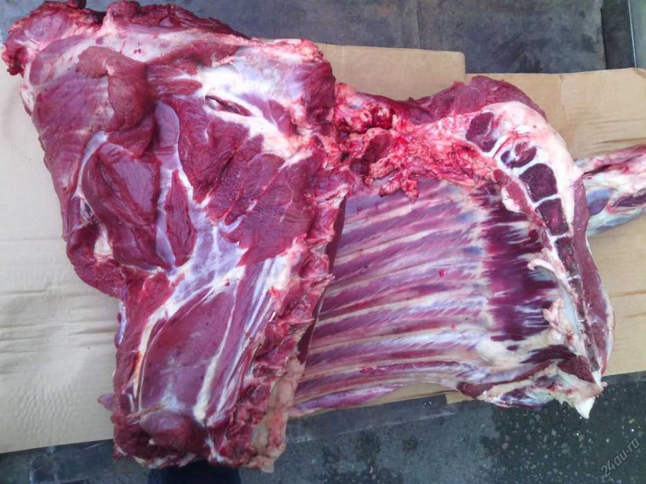 Говядина фото животного Говядина фото животного