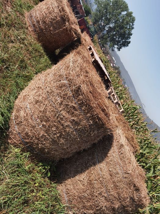 Vând baloți lucernă