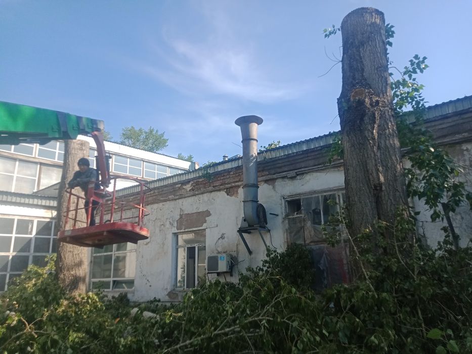 Спил, кронирование деревьев