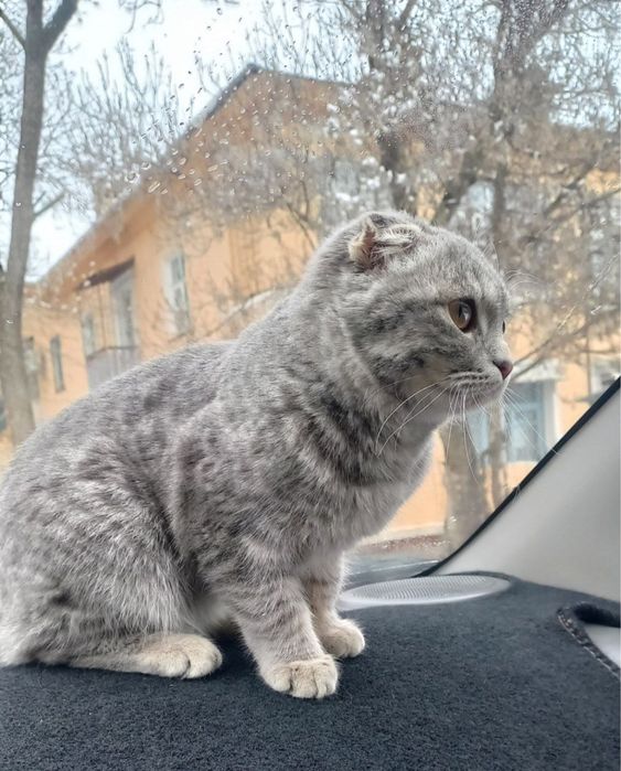 Шотландская вислоухая кошка