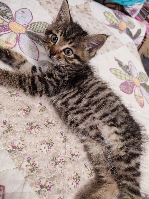 Отдам кисяо в добрые руки.