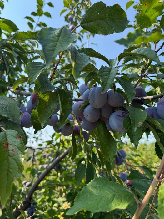 prune pentru tuica