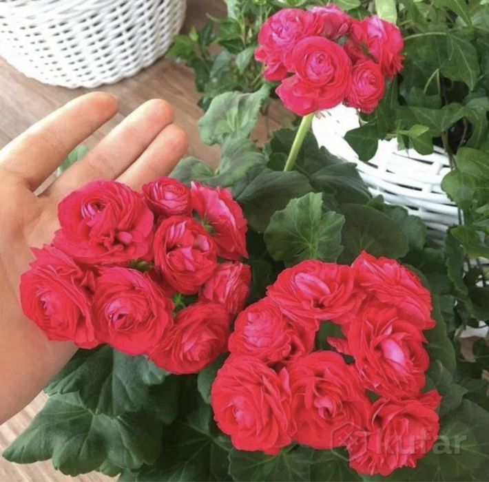 Цветы комнатные растения