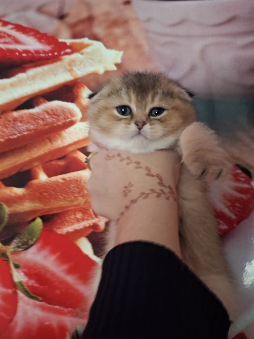 Zalatistiy shinshilla fold Mushukcha sotiladi!