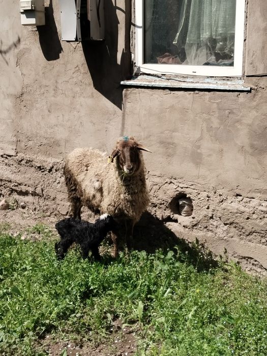 Козылы кой сатылады жас мал