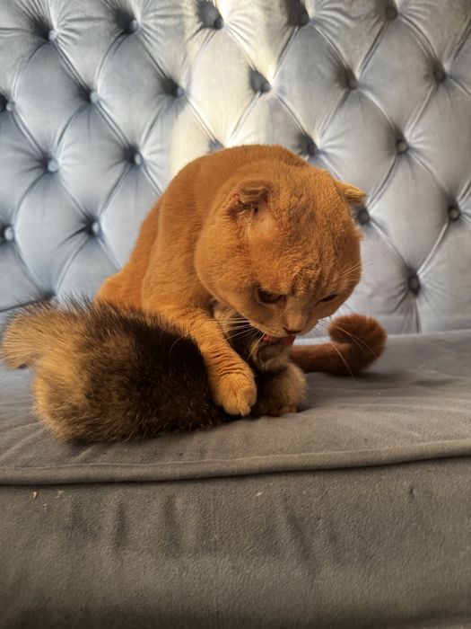 Skottish fold vezlouxoy vyazka