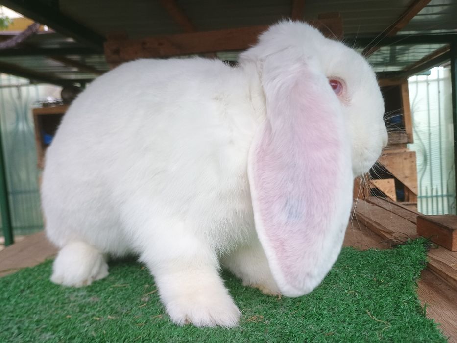 Iepuri berbec german și uriaș german