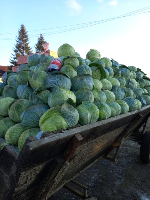 Varza..coronet si Escazu