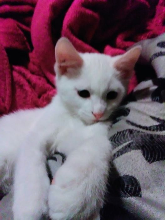БелоСнежныE коТятA